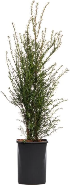 Taxus (Taxus Baccata) D 21 H 60 Cm