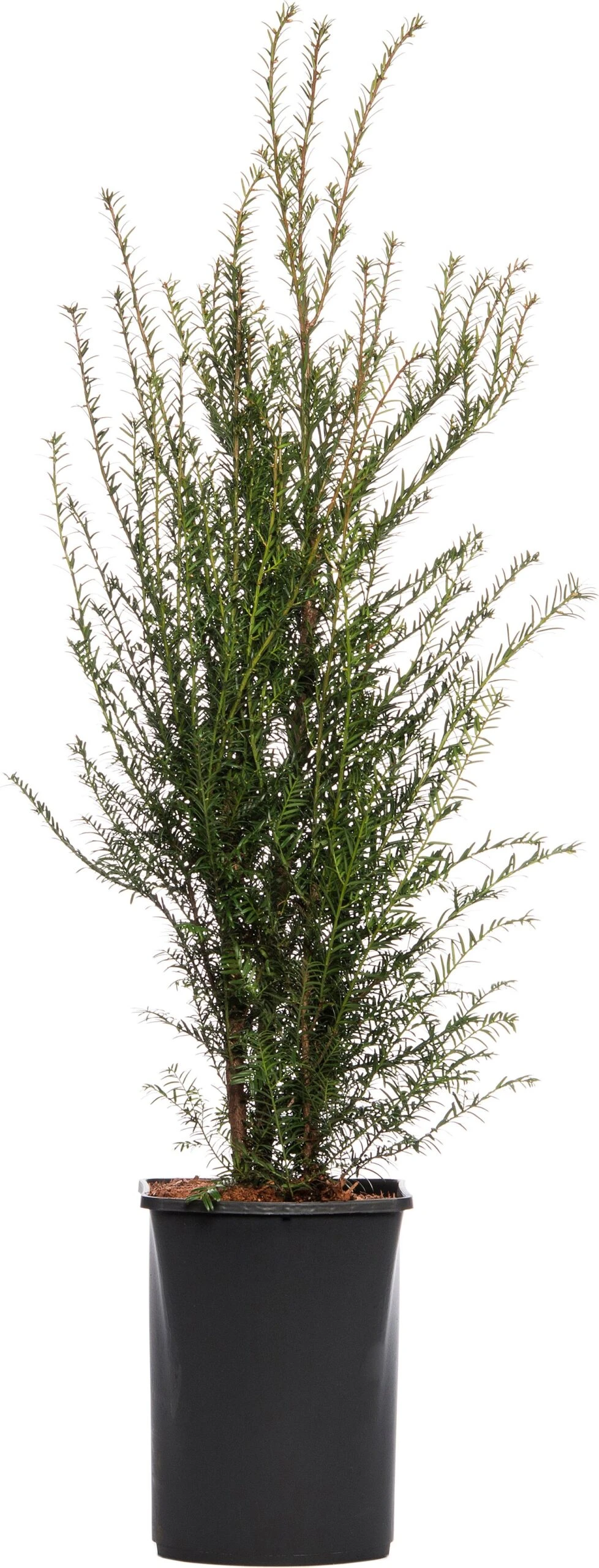 Taxus (Taxus Baccata) D 21 H 60 Cm 3 Taxus (Taxus Baccata) D 21 H 60 Cm