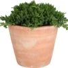 Japanse Jeneverbes (Juniperus Procumbens 'Nana') D 23 H 35 Cm -Talen Tools Winkel 8717191398213 1