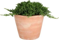 Japanse Jeneverbes (Juniperus Procumbens 'Nana') D 23 H 35 Cm