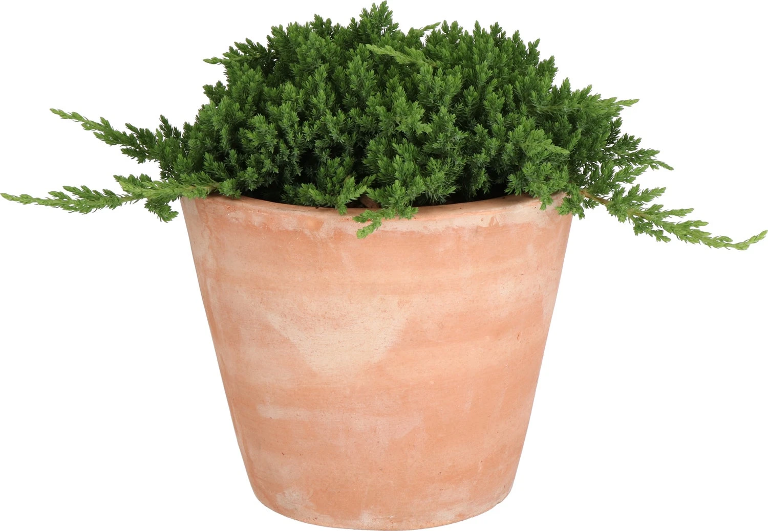 Japanse Jeneverbes (Juniperus Procumbens 'Nana') D 23 H 35 Cm 3 Japanse Jeneverbes (Juniperus Procumbens 'Nana') D 23 H 35 Cm