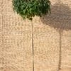 Amberboom (Liquidambar Styraciflua Gum Ball) -Talen Tools Winkel 8717191472630