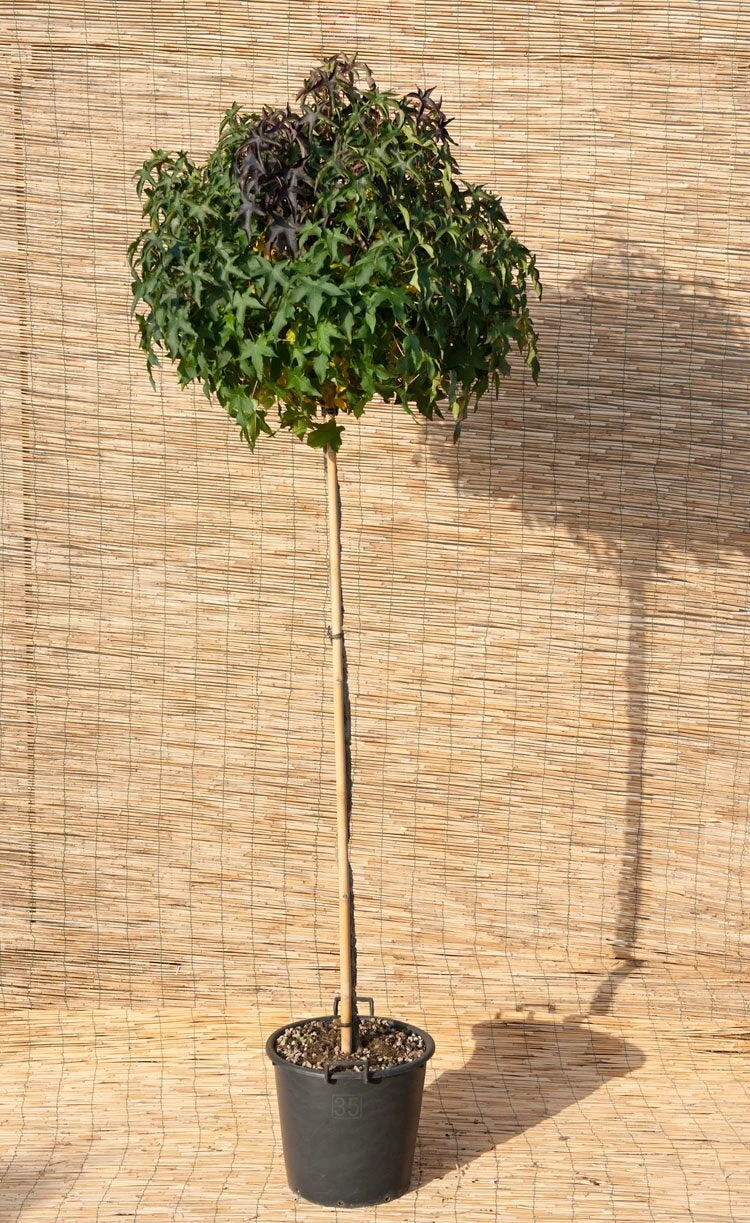 Amberboom (Liquidambar Styraciflua Gum Ball) 3 Amberboom (Liquidambar Styraciflua Gum Ball)