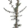 Blauwe Ceder (Cedrus Libani 'Glauca') D 23 H 75 Cm 2 Blauwe Ceder (Cedrus Libani 'Glauca') D 23 H 75 Cm -Talen Tools Winkel 8717191521550 1