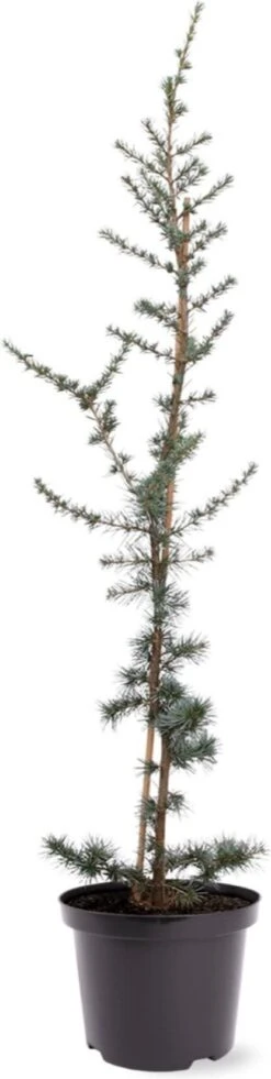 Blauwe Ceder (Cedrus Libani 'Glauca') D 23 H 75 Cm