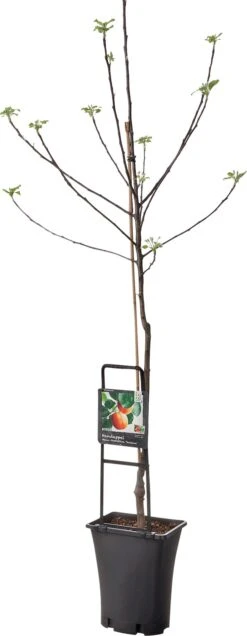 Handappel (Malus Domestica 'Santana')