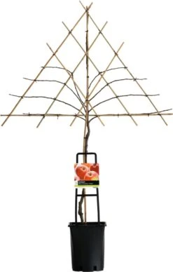 Handappel (Malus Domestica 'Elstar')