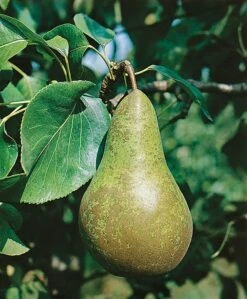 Hand- Of Bewaarpeer (Pyrus Communis 'Conference')