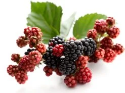 Zwarte Moerbei (Morus Nigra)