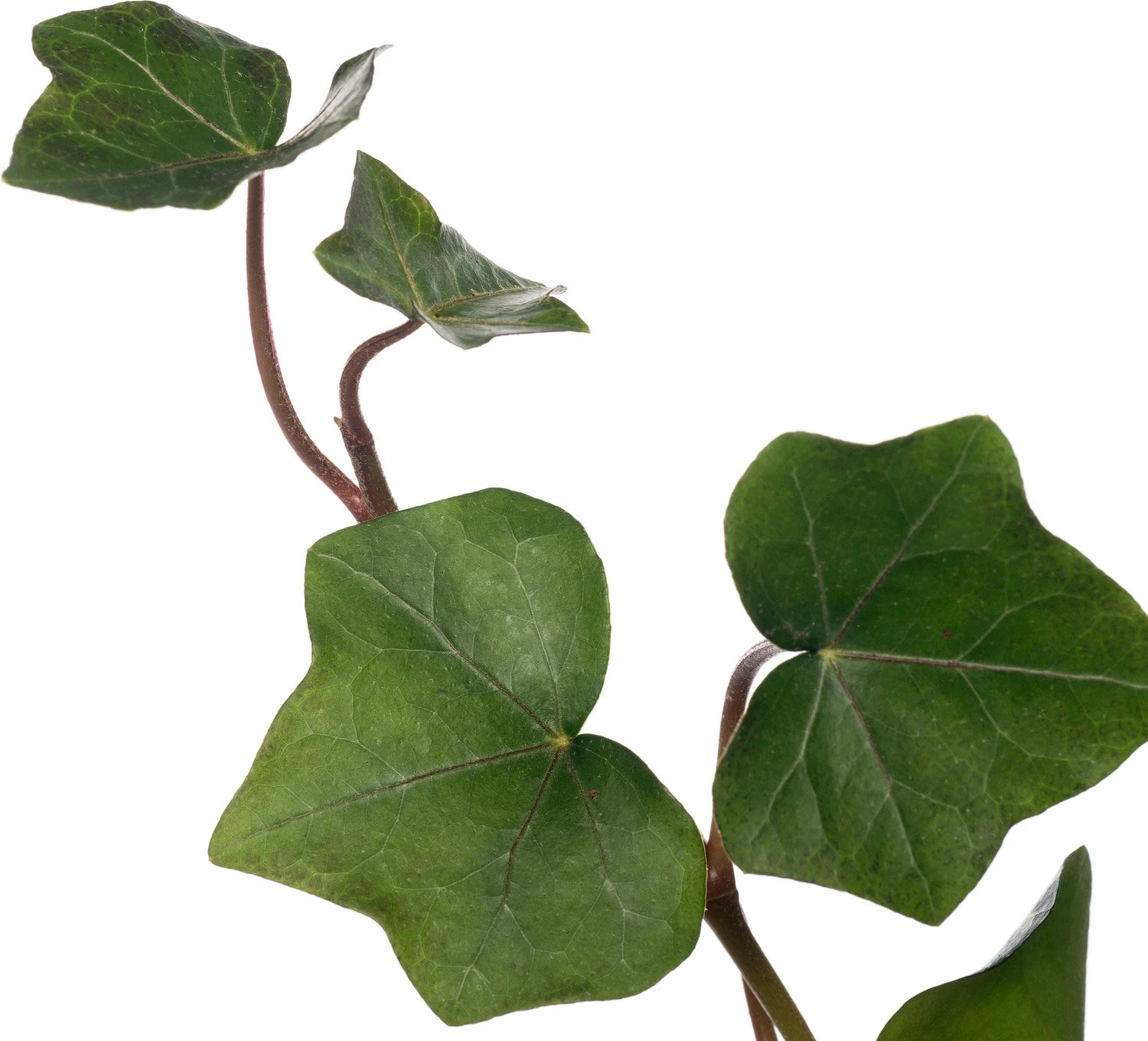 Klimop (Hedera Hibernica) Six-pack D 9 H 10 Cm 4 Klimop (Hedera Hibernica) Six-pack D 9 H 10 Cm - Afbeelding 2