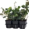 Klimop (Hedera Hibernica) Six-pack D 9 H 10 Cm 1 Klimop (Hedera Hibernica) Six-pack D 9 H 10 Cm -Talen Tools Winkel 8717263013754 3 1