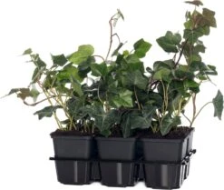 Klimop (Hedera Hibernica) Six-pack D 9 H 10 Cm