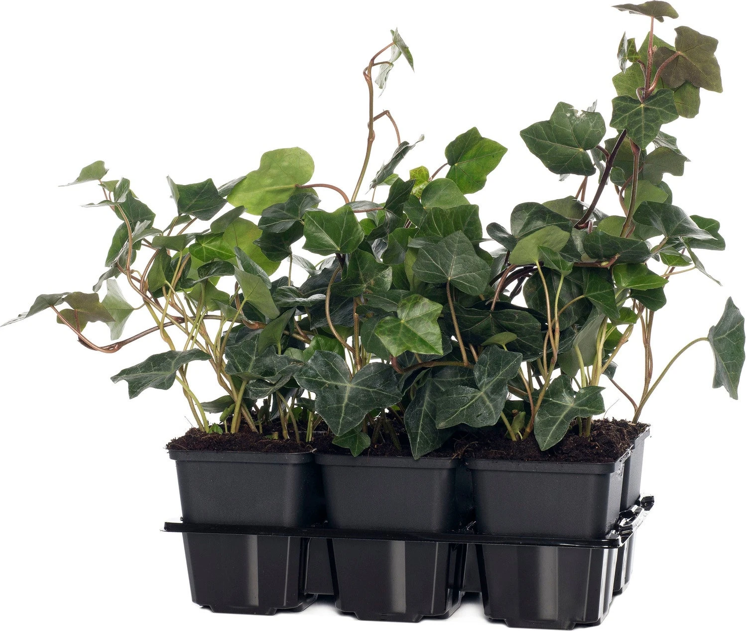 Klimop (Hedera Hibernica) Six-pack D 9 H 10 Cm 3 Klimop (Hedera Hibernica) Six-pack D 9 H 10 Cm