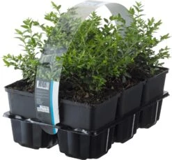 Lonicera (Lonicera Nitida 'Maigruen')