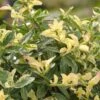 Kardinaalsmuts (Euonymus Fortunei 'Harlequin') D 9 H 20 Cm 2 Kardinaalsmuts (Euonymus Fortunei 'Harlequin') D 9 H 20 Cm -Talen Tools Winkel 8717263021186