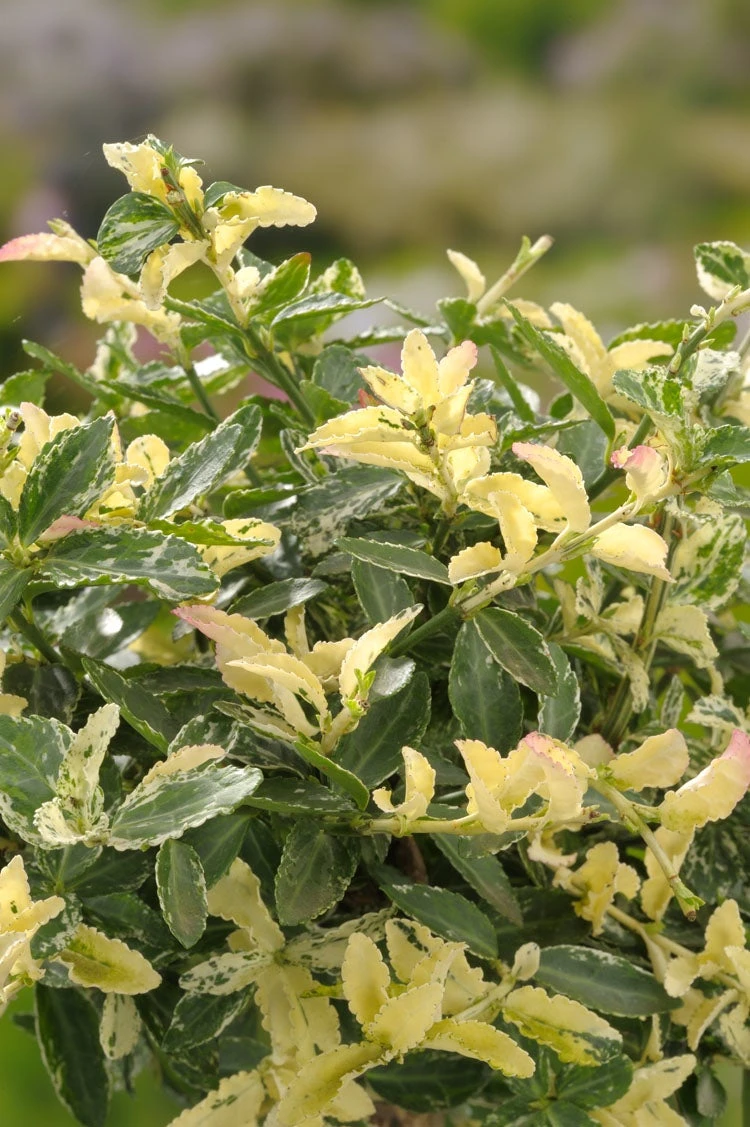 Kardinaalsmuts (Euonymus Fortunei 'Harlequin') D 9 H 20 Cm 3 Kardinaalsmuts (Euonymus Fortunei 'Harlequin') D 9 H 20 Cm