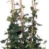 Klimop (Hedera Hibernica) D 9 H 65 Cm 1 Klimop (Hedera Hibernica) D 9 H 65 Cm -Talen Tools Winkel 8717263023913 2 1