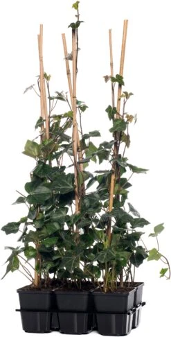 Klimop (Hedera Hibernica) D 9 H 65 Cm