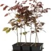 Rode Beuk (Fagus Sylvatica 'Atropunicea') D 9 H 60 Cm 1 Rode Beuk (Fagus Sylvatica 'Atropunicea') D 9 H 60 Cm -Talen Tools Winkel 8717263024637 0