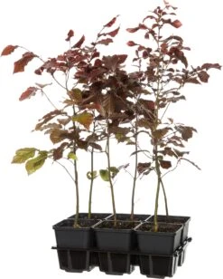 Rode Beuk (Fagus Sylvatica 'Atropunicea') D 9 H 60 Cm