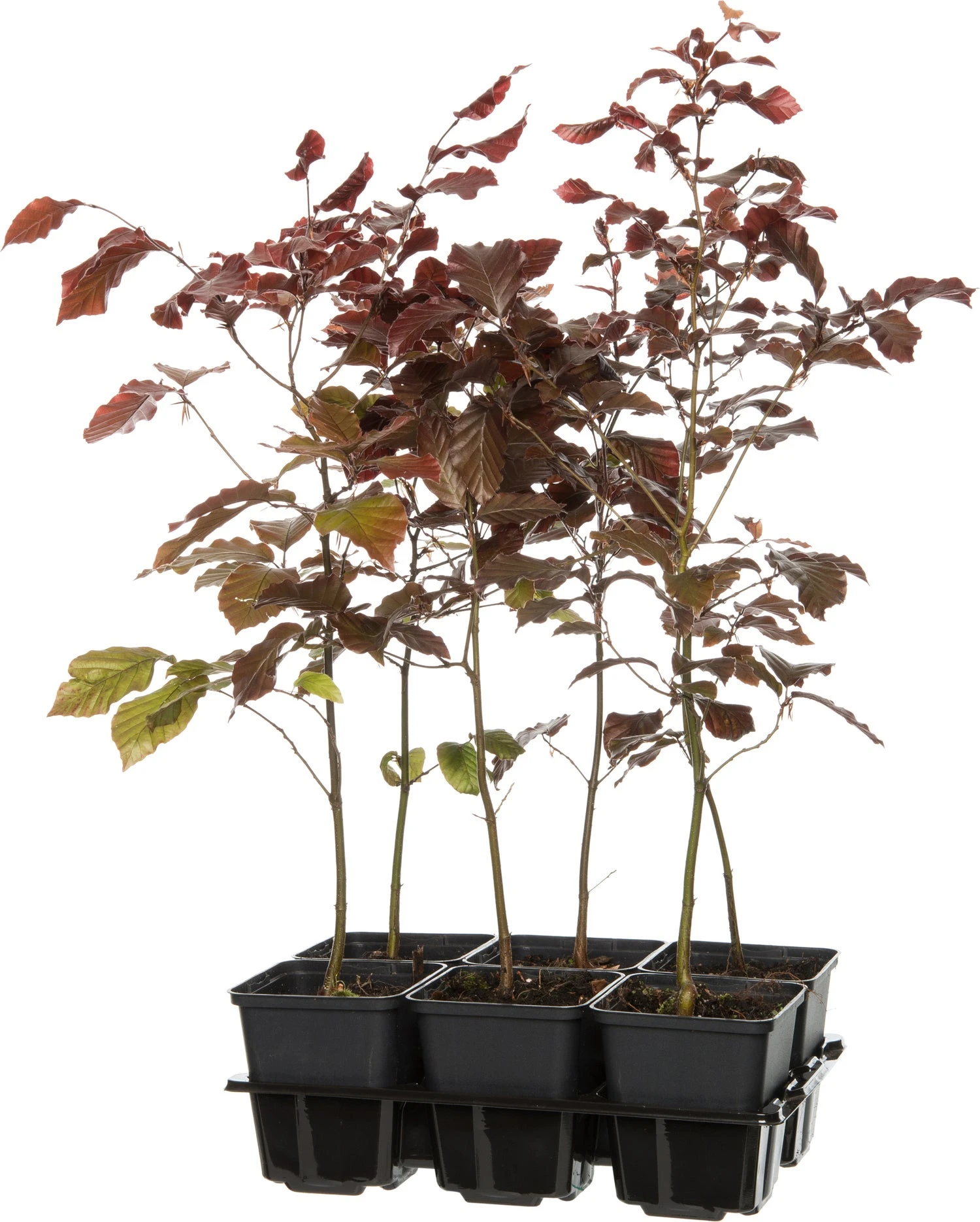 Rode Beuk (Fagus Sylvatica 'Atropunicea') D 9 H 60 Cm 3 Rode Beuk (Fagus Sylvatica 'Atropunicea') D 9 H 60 Cm