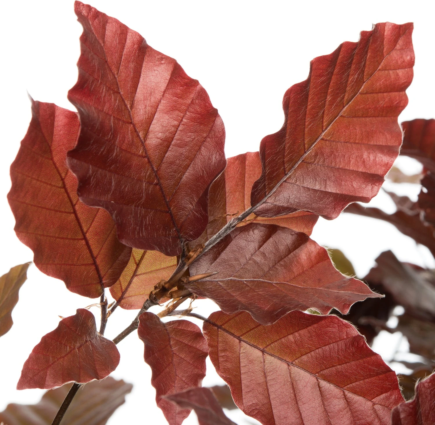 Rode Beuk (Fagus Sylvatica 'Atropunicea') D 9 H 60 Cm 4 Rode Beuk (Fagus Sylvatica 'Atropunicea') D 9 H 60 Cm - Afbeelding 2