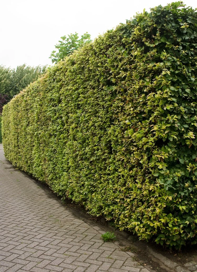 Gewone Beuk (Fagus Sylvatica) 3 Gewone Beuk (Fagus Sylvatica)