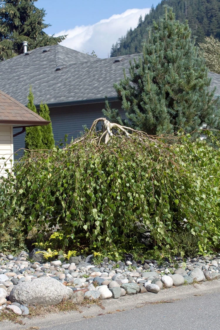 Zilverberk (Betula Pendula ‘Youngii’)