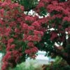 Rode Meidoorn (Crataegus Laevigata Paul's Scarlet) 2 Rode Meidoorn (Crataegus Laevigata Paul's Scarlet) -Talen Tools Winkel 8717263024941