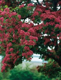 Rode Meidoorn (Crataegus Laevigata Paul's Scarlet)