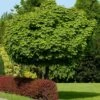 Bol-esdoorn (Acer Platanoides 'Globosum') D 33 H 210 Cm -Talen Tools Winkel 8717263025627