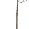 Stermagnolia (Magnolia Stellata) D 28 H 140 Cm -Talen Tools Winkel 8717263037262 0