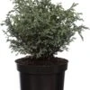 Dwergcipres (Chamaecyparis Pisifera 'Baby Blue') D 17 H 20 Cm 1 Dwergcipres (Chamaecyparis Pisifera 'Baby Blue') D 17 H 20 Cm -Talen Tools Winkel 8717263038160 2 1