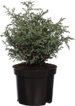 Dwergcipres (Chamaecyparis Pisifera 'Baby Blue') D 17 H 20 Cm