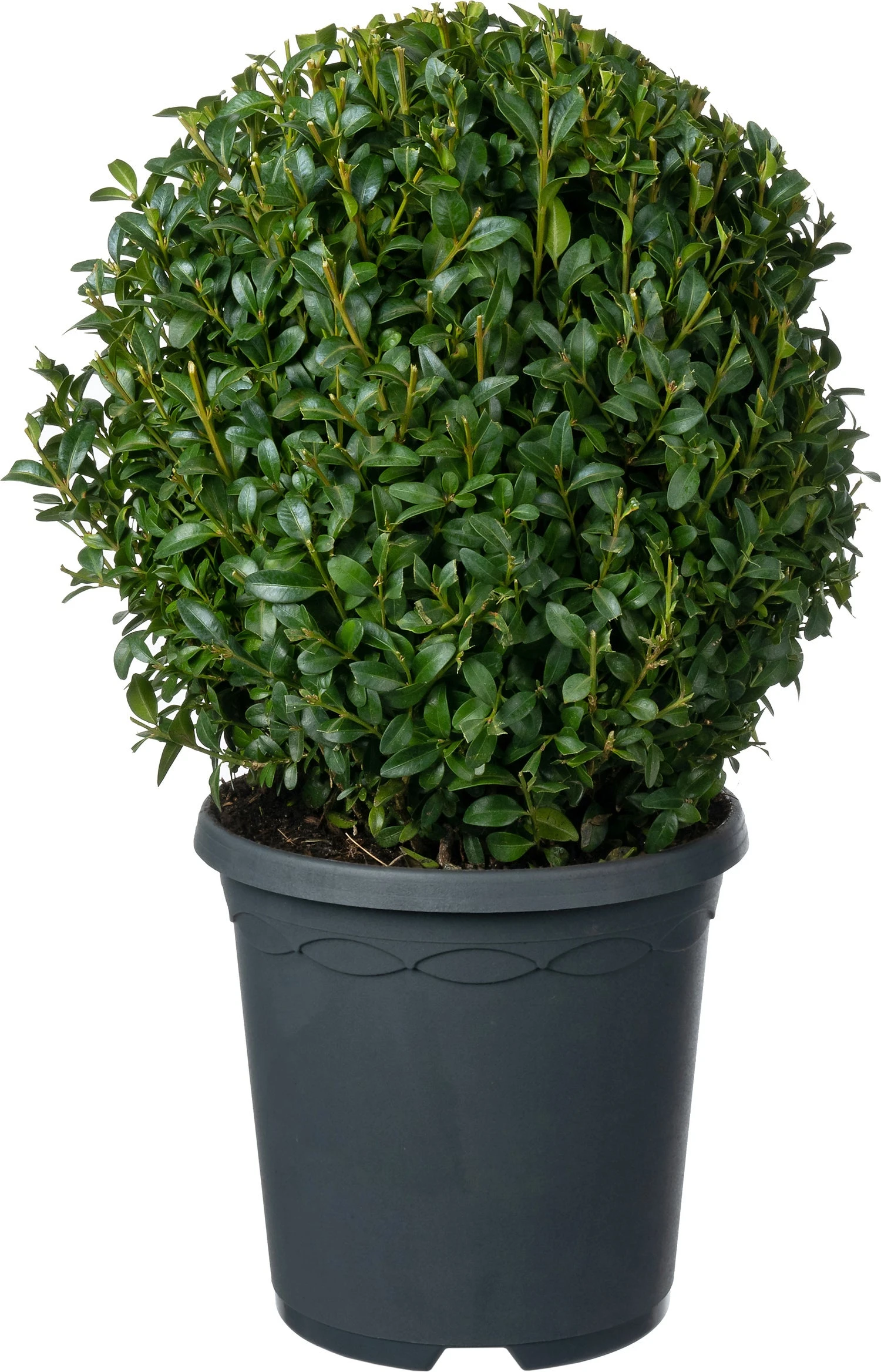 Buxus (Buxus Sempervirens) D 19 H 20 Cm 3 Buxus (Buxus Sempervirens) D 19 H 20 Cm