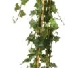 Klimop (Hedera Hibernica) D 19 H 150 Cm 2 Klimop (Hedera Hibernica) D 19 H 150 Cm -Talen Tools Winkel 8717263039006 1