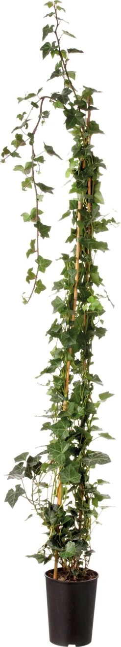 Klimop (Hedera Hibernica) D 19 H 150 Cm