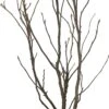 Magnolia (Magnolia Soulangeana 'Susan') D 27 H 80 Cm -Talen Tools Winkel 8717263048954 0