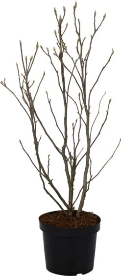 Magnolia (Magnolia Soulangeana 'Susan') D 27 H 80 Cm