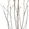 Magnolia (Magnolia Loebneri 'Leonard Messel') D 27 H 80 Cm -Talen Tools Winkel 8717263048961 0