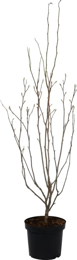 Magnolia (Magnolia Loebneri 'Leonard Messel') D 27 H 80 Cm