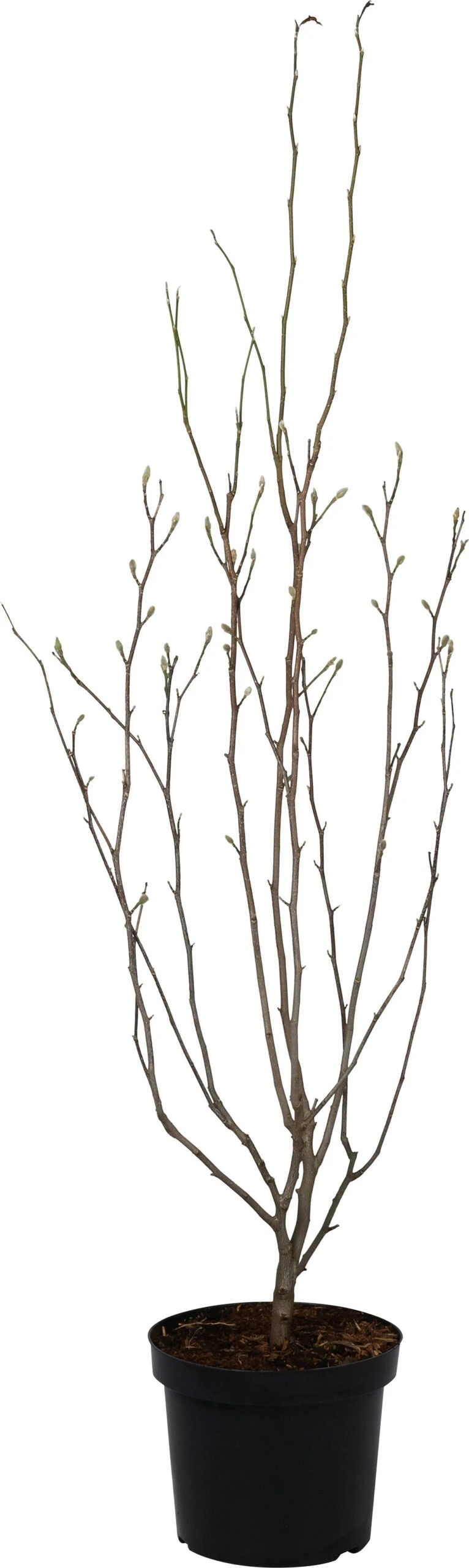 Magnolia (Magnolia Loebneri 'Leonard Messel') D 27 H 80 Cm 3 Magnolia (Magnolia Loebneri 'Leonard Messel') D 27 H 80 Cm