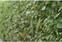 Haagbeuk (Carpinus Betulus) D 23 H 90 Cm