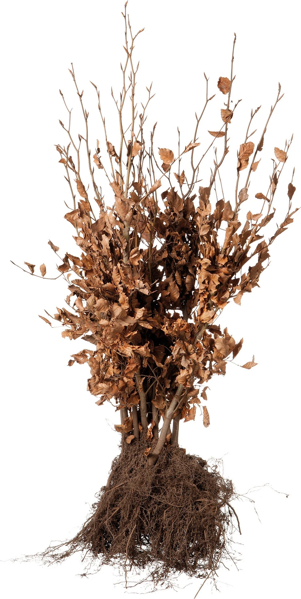 Beuk In Zak (Fagus Sylvatica) H 40 Cm 10 Stuks 3 Beuk In Zak (Fagus Sylvatica) H 40 Cm 10 Stuks