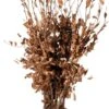 Beukenhaag (Fagus Sylvatica) H 90 Cm 10 Stuks -Talen Tools Winkel 8717263049746