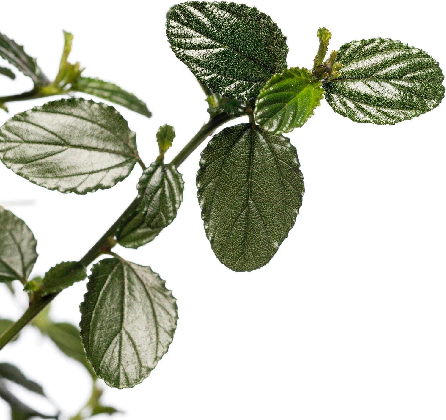 Amerikaanse Sering (Ceanothus Thyrsiflorus Var. Repens) D 23 Cm 4 Amerikaanse Sering (Ceanothus Thyrsiflorus Var. Repens) D 23 Cm - Afbeelding 2