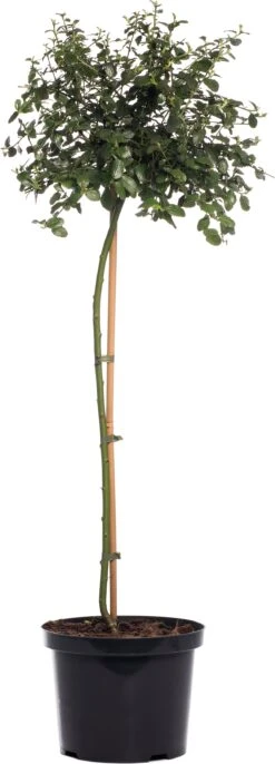 Amerikaanse Sering (Ceanothus Thyrsiflorus Var. Repens) D 23 Cm