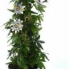 Passiebloem (Passiflora Caerulea) D 19 H 65 Cm 2 Passiebloem (Passiflora Caerulea) D 19 H 65 Cm -Talen Tools Winkel 8717263057468