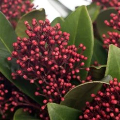 Skimmia (Skimmia Japonica 'Rubella') D 15 Cm 35 H 5 Skimmia (Skimmia Japonica 'Rubella') D 15 Cm 35 H -Talen Tools Winkel 8717263060901
