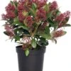 Skimmia (Skimmia Japonica 'Rubella') D 15 Cm 35 H -Talen Tools Winkel 8717263060901 0 1